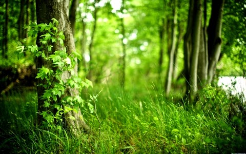 Стихи трутневой о лете лес и поле в зелени